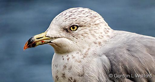 Gull Closeup_DSCF4687.jpg - Ring-billed Gull (Larus delawarensis) photographed along the Saint Lawrence Seaway at Brockville, Ontario, Canada.